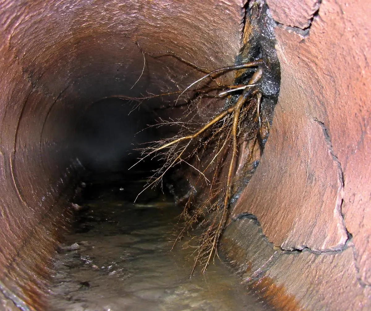 Tree roots growing through a cracked pipe joint
