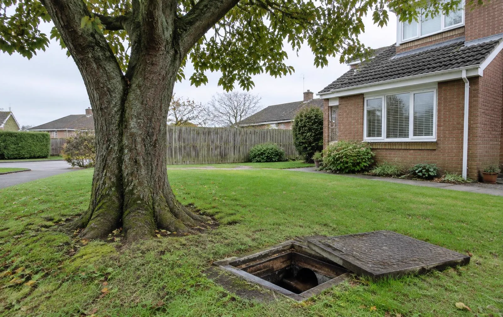 Mature tree beside a house with an open drain chamber in the lawn